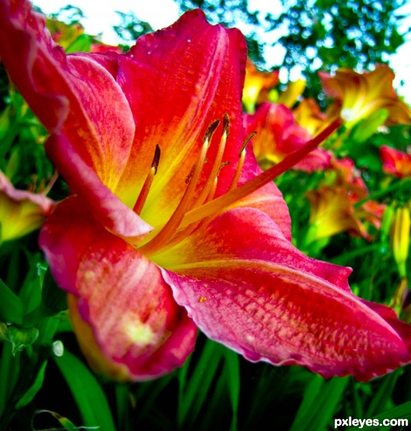 field of petals